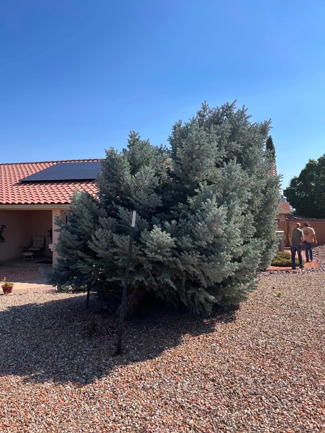 Large evergreen tree on a residential property