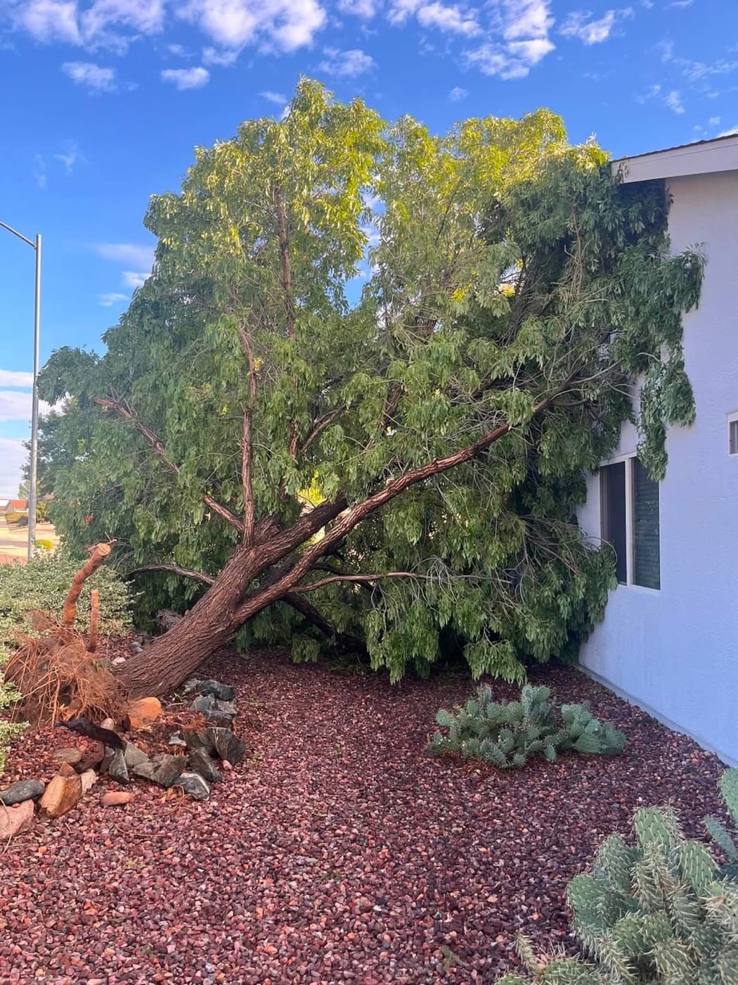 Fallen tree beside a home before removal work