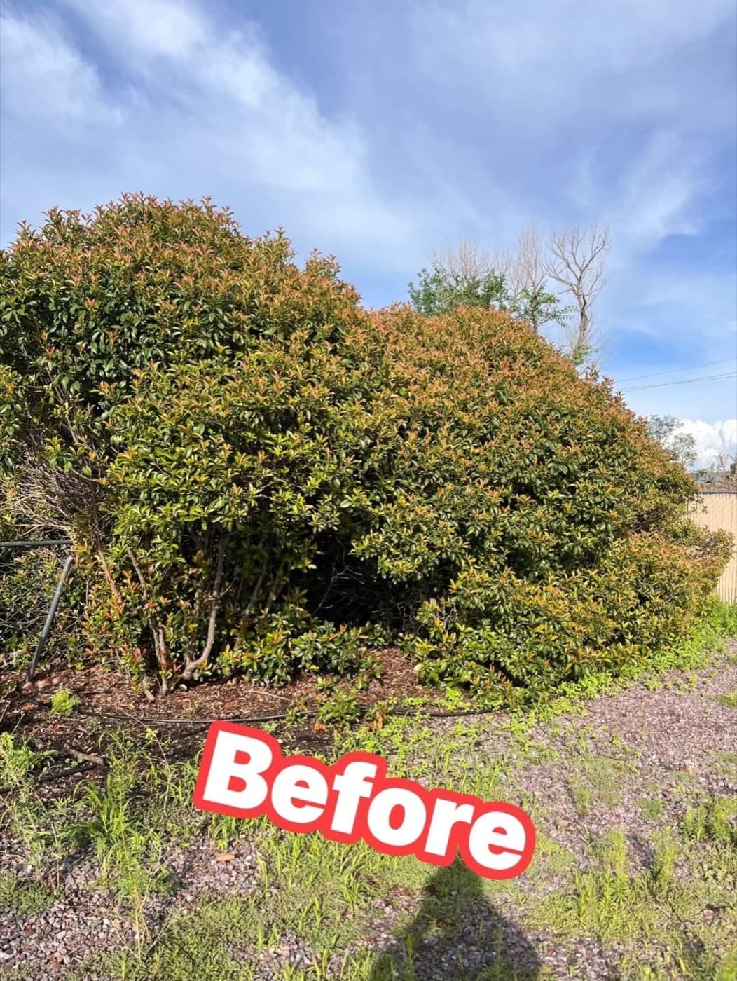 Overgrown round shrub before trimming