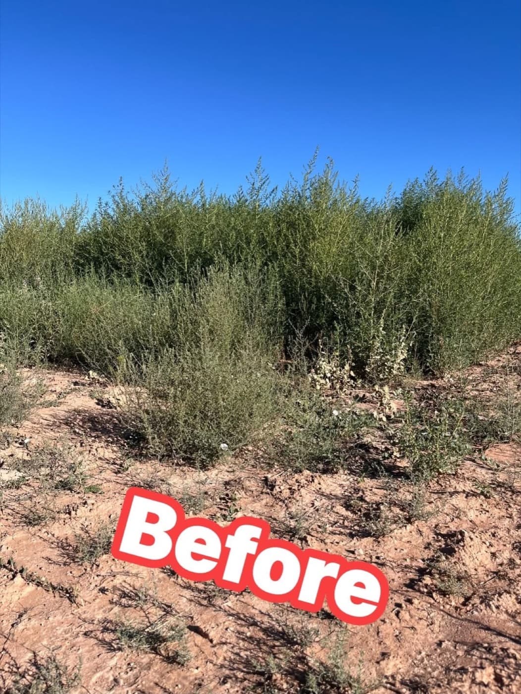 Overgrown acreage before mowing