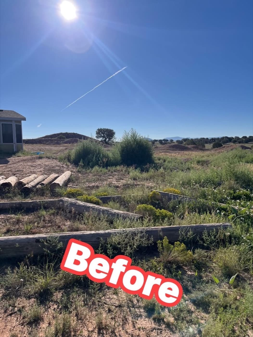 Overgrown raised garden area before cleanup