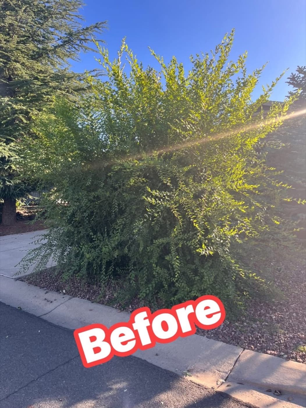 Tall hedge before shaping