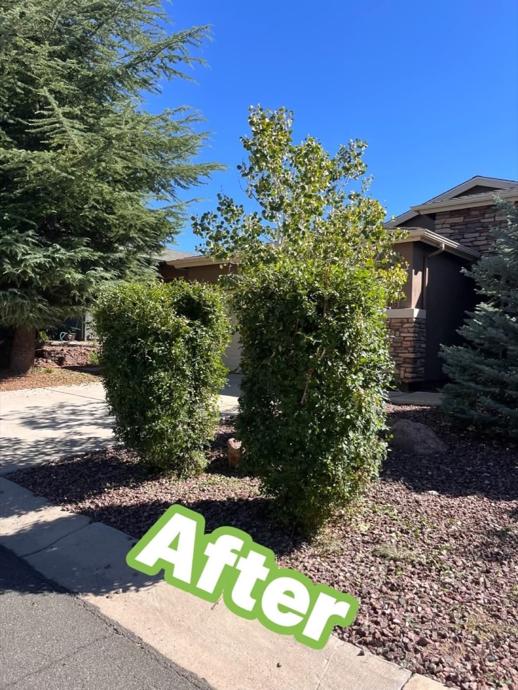 Tall hedge after shaping