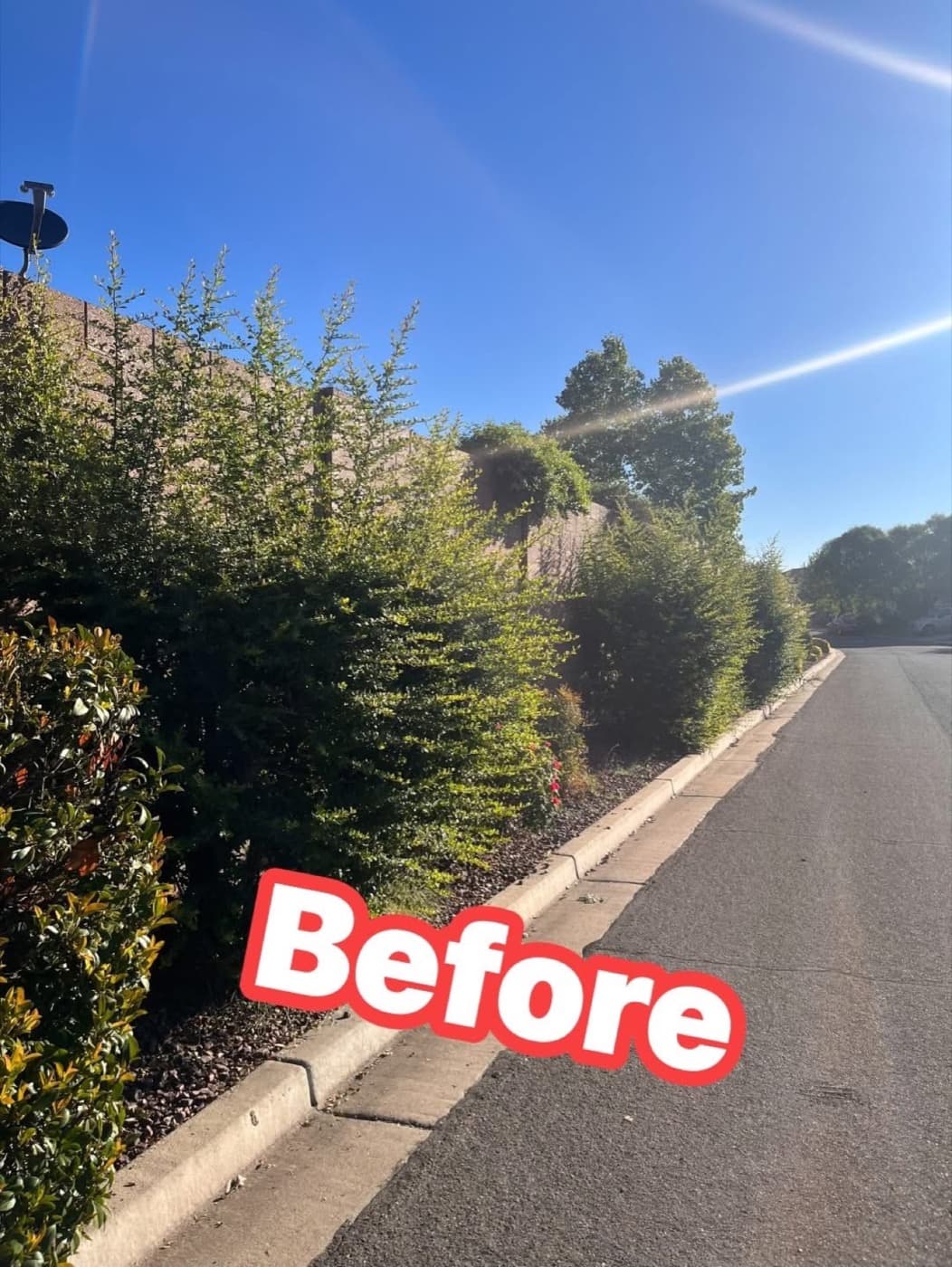 Long curbside hedge before cleanup