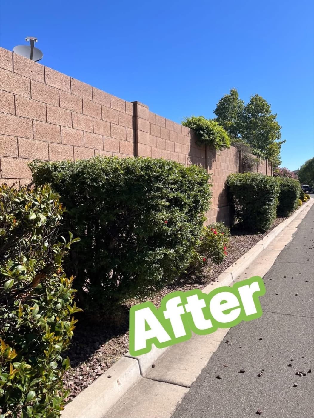 Long curbside hedge after cleanup