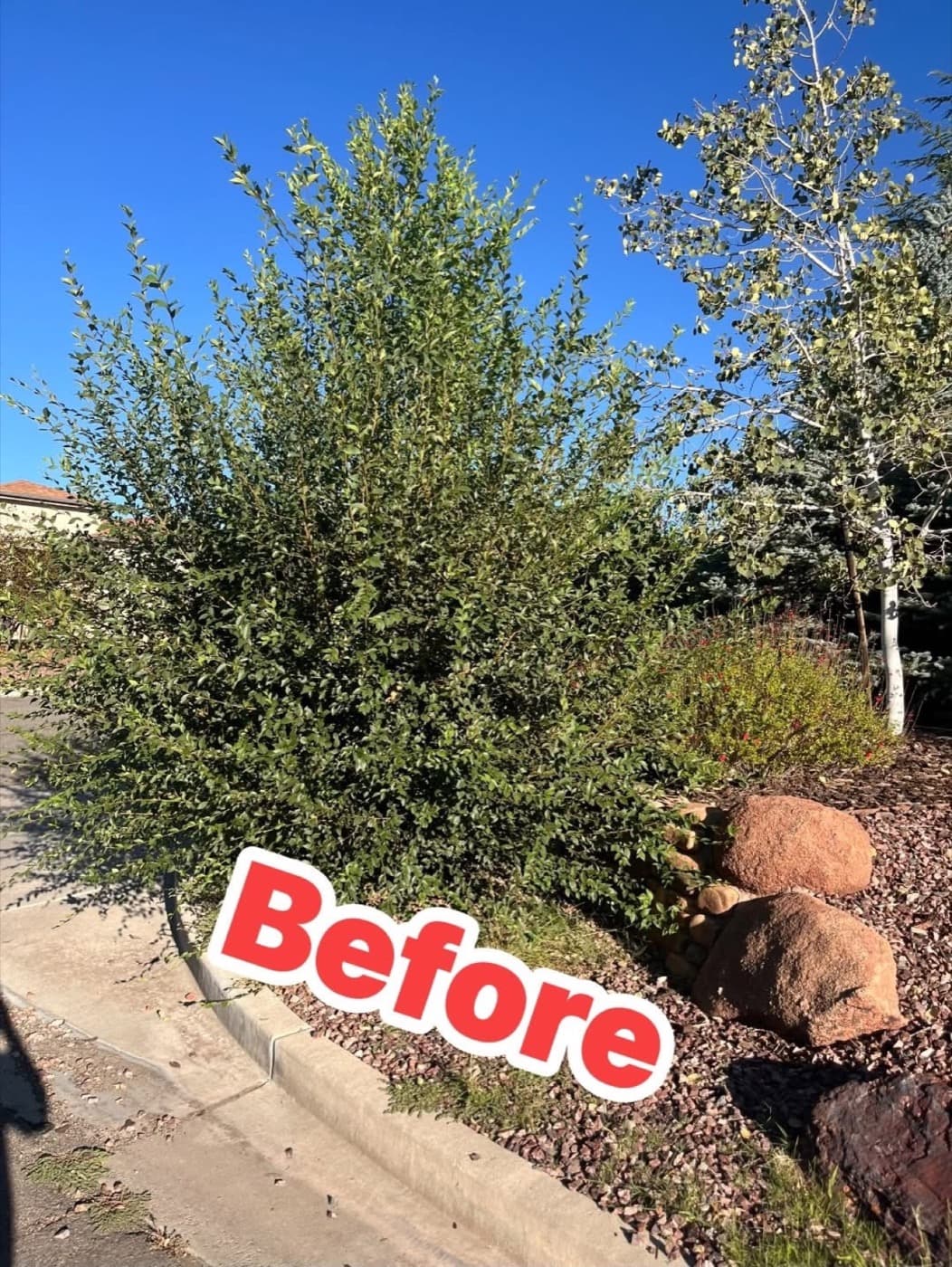 Shrub beside a rock bed before shaping