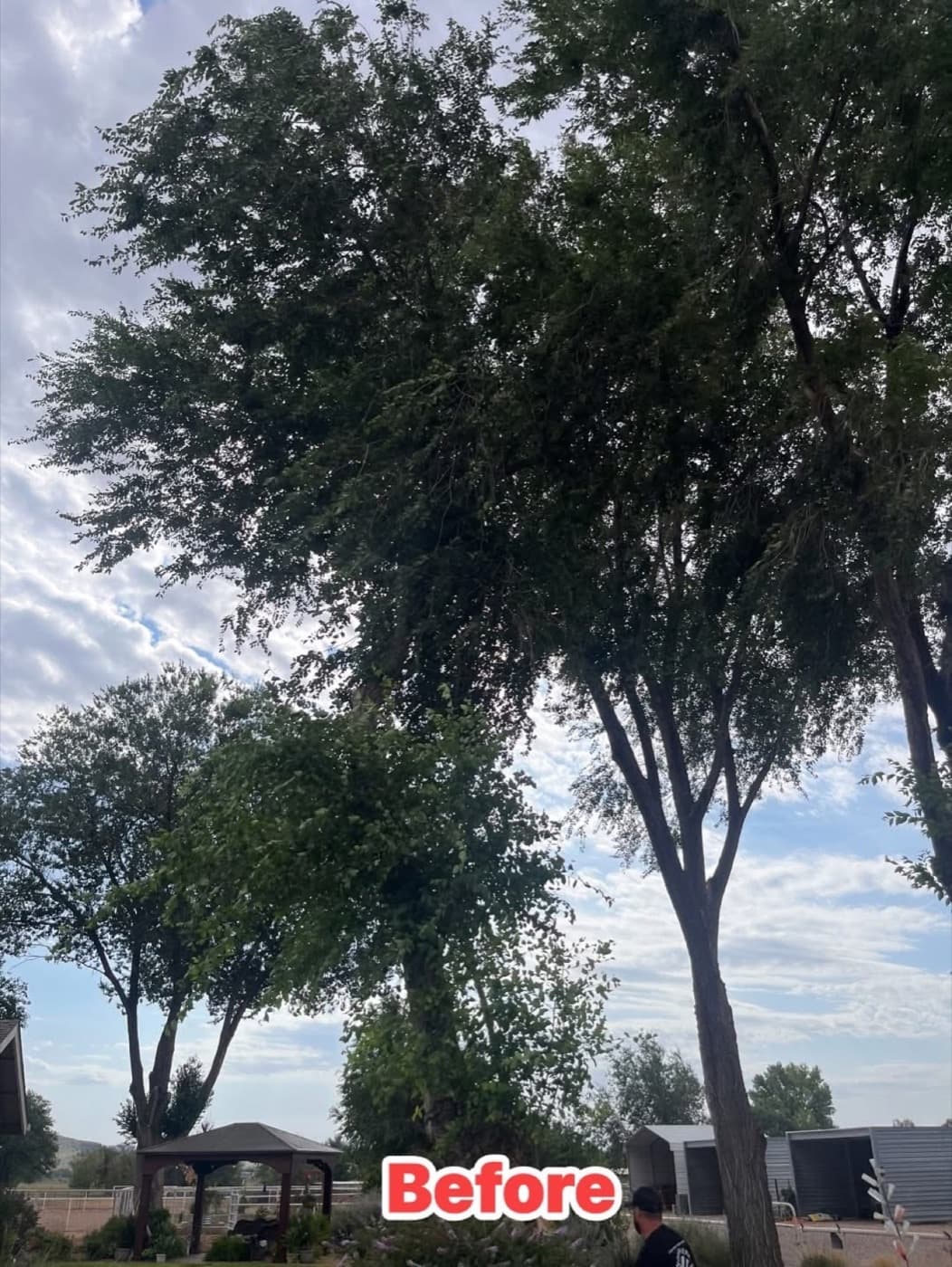 Tall tree canopy before trimming