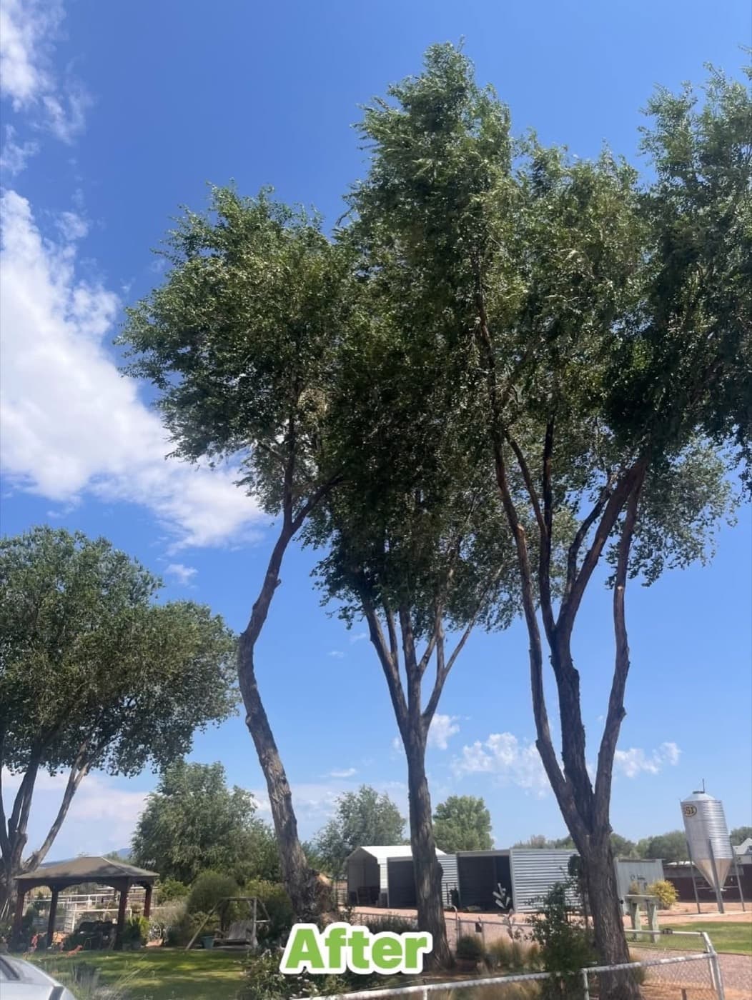 Tree canopy after trimming and a canopy lift